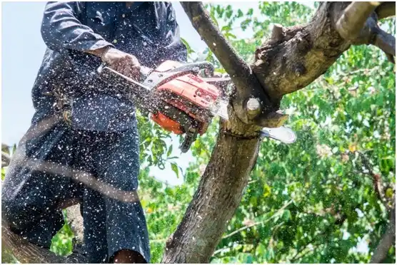 tree services Hazel Green